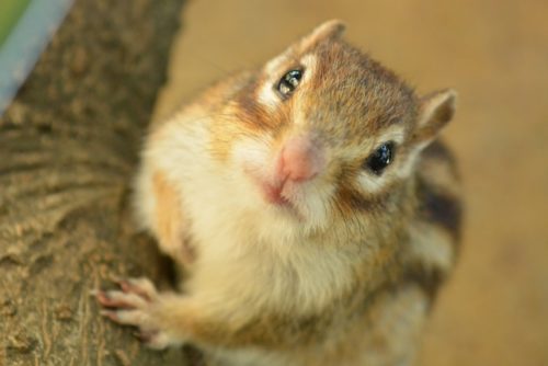 simaくん