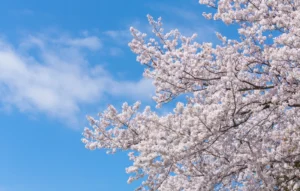学年末テスト後が重要｜学習塾イノセント近見教室の春期講習とは