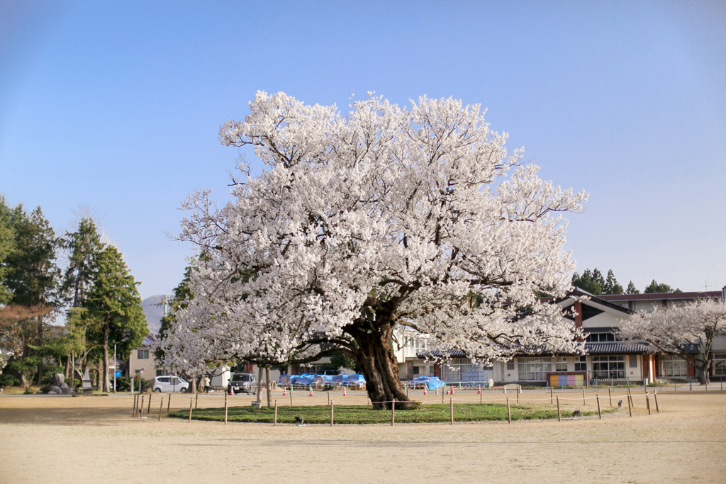 【国分教室】高校・大学合格と学年末考査の結果